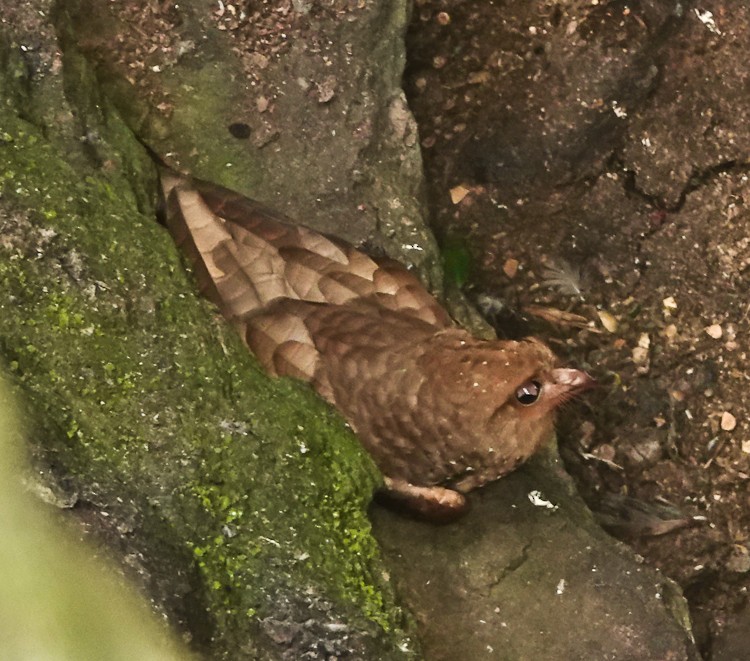 Oilbird - ML642907038