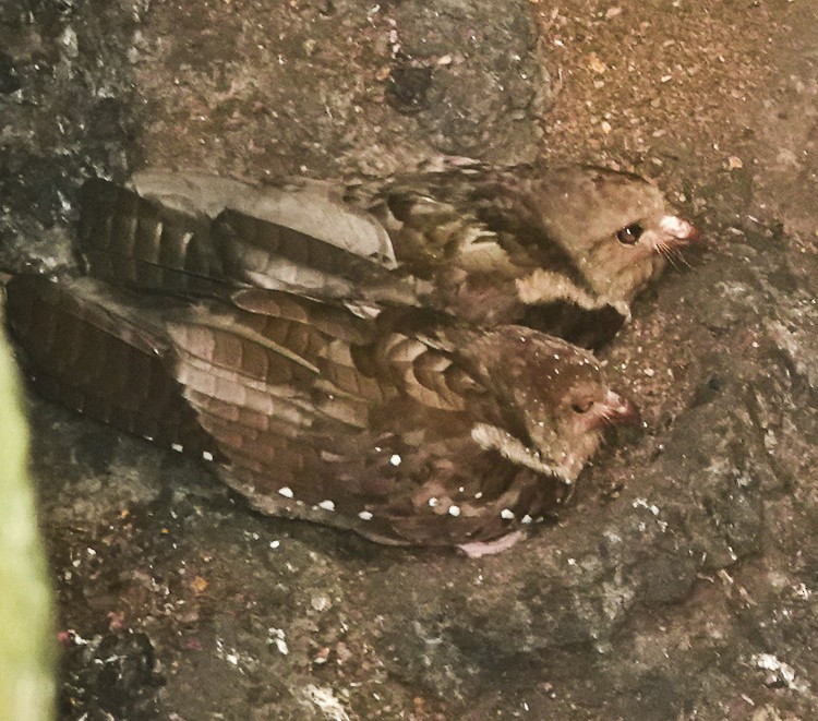 Oilbird - ML642907039