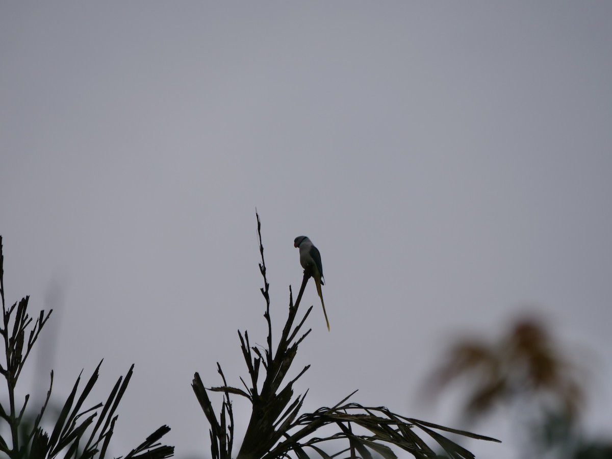 Malabar Parakeet - ML642907055
