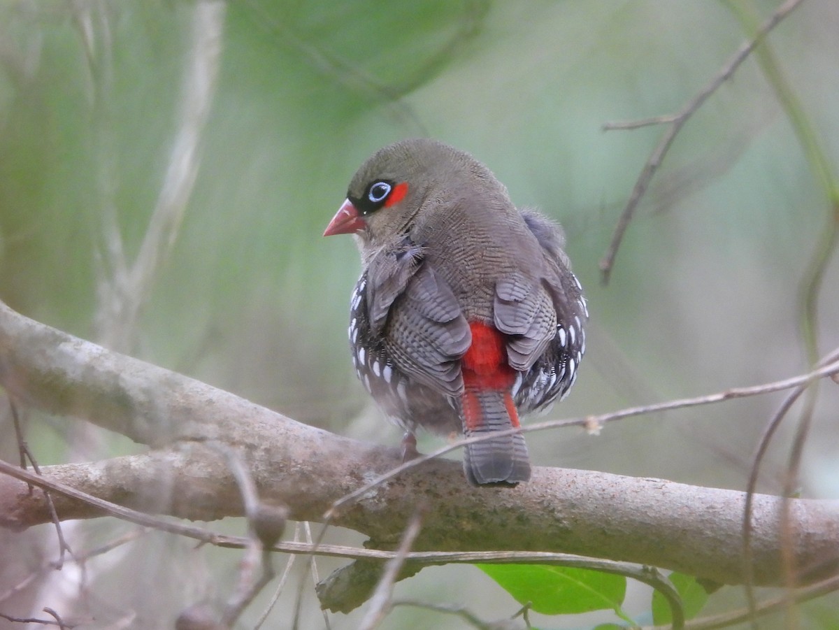 Red-eared Firetail - ML642907057