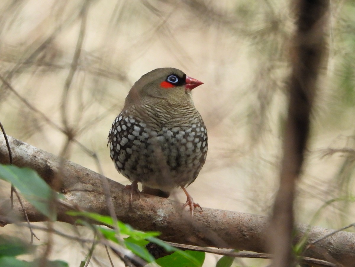 Red-eared Firetail - ML642907058