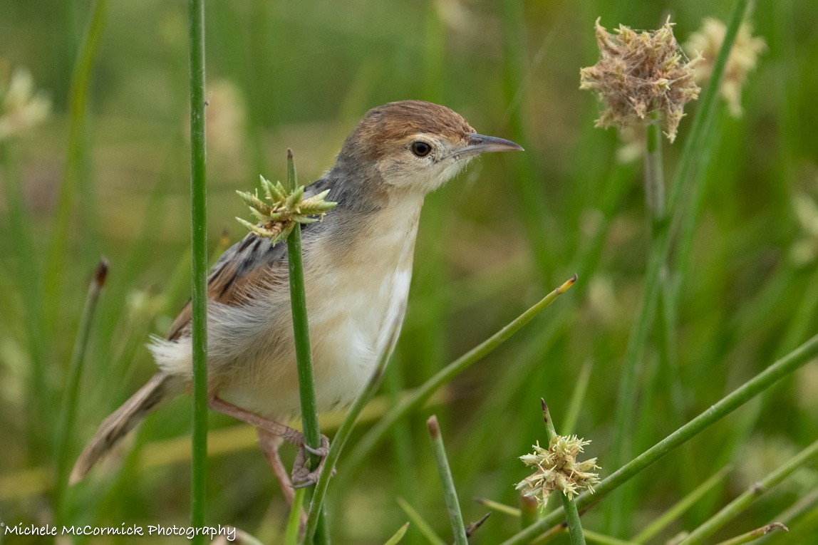 Winding Cisticola - ML642907059
