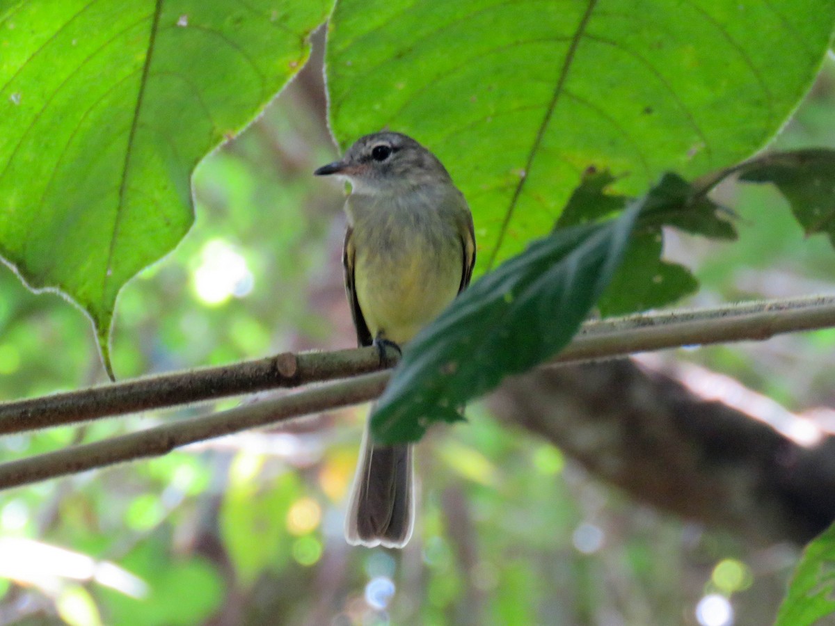 Forest Elaenia - ML642907077