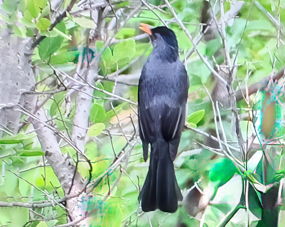 Square-tailed Bulbul - ML642907096