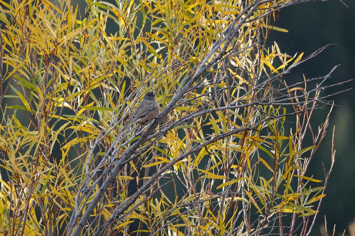 Dark-eyed Junco (Pink-sided) - ML642907101