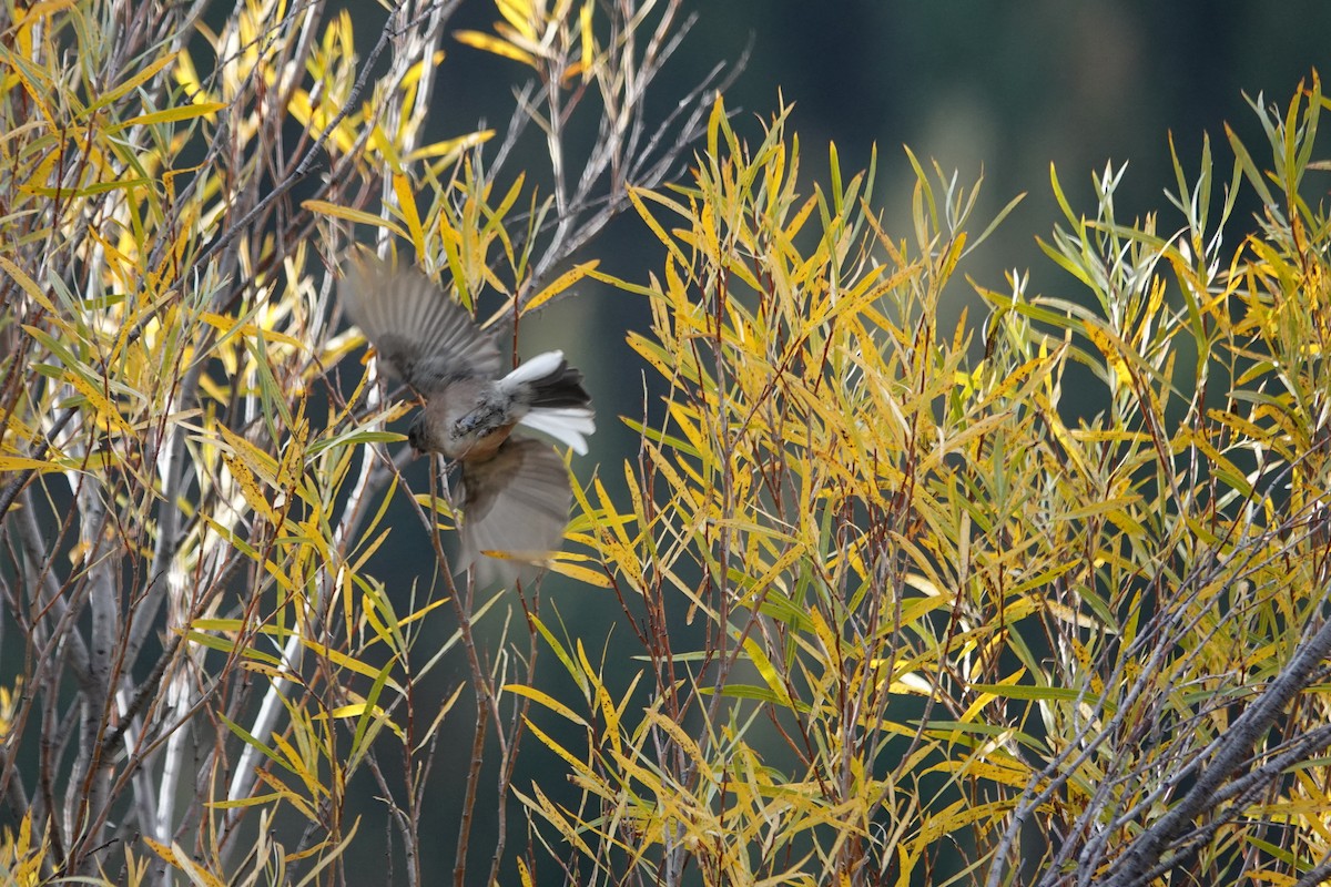 Dark-eyed Junco (Pink-sided) - ML642907102
