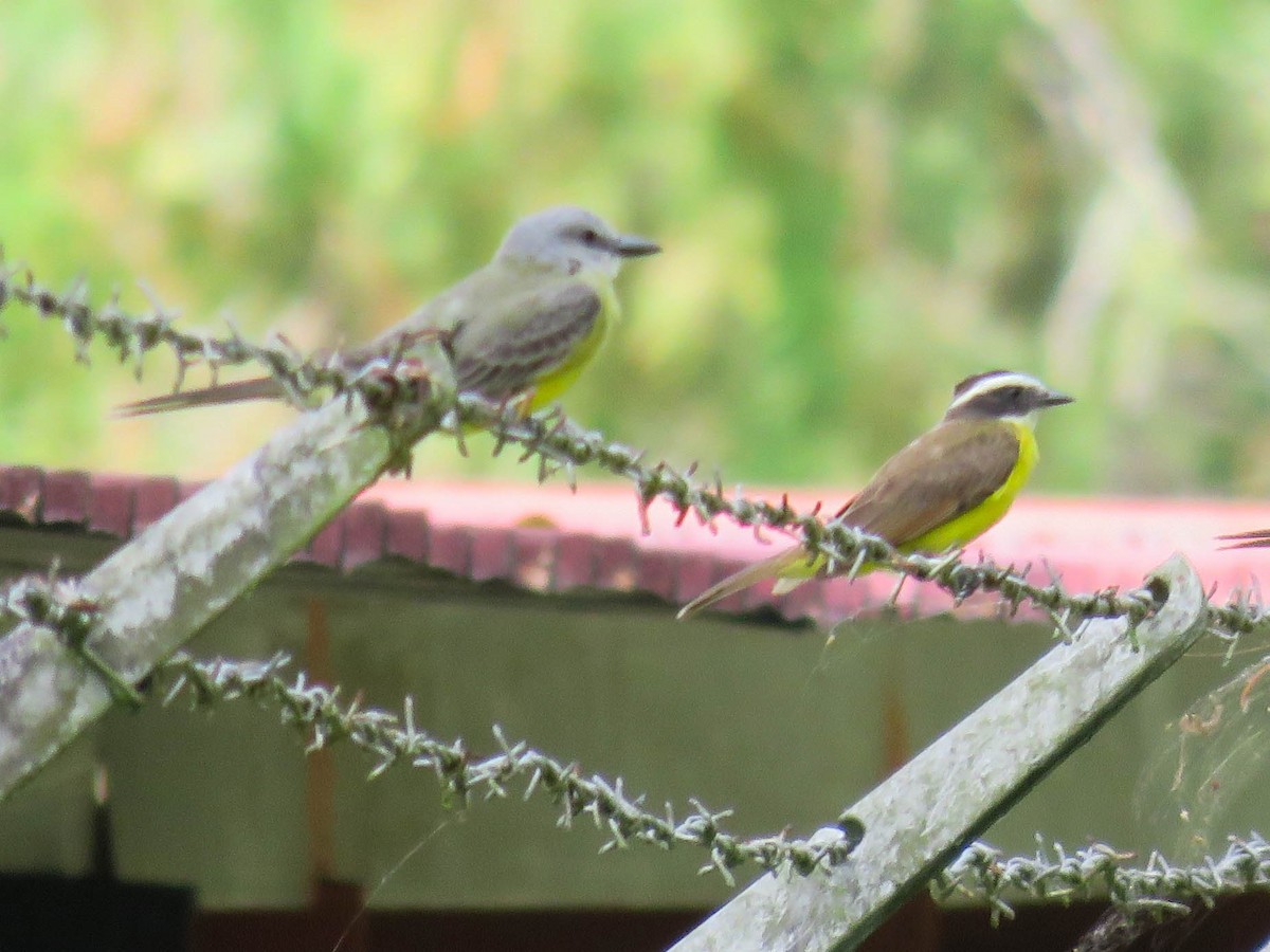 Rusty-margined Flycatcher - ML642907108