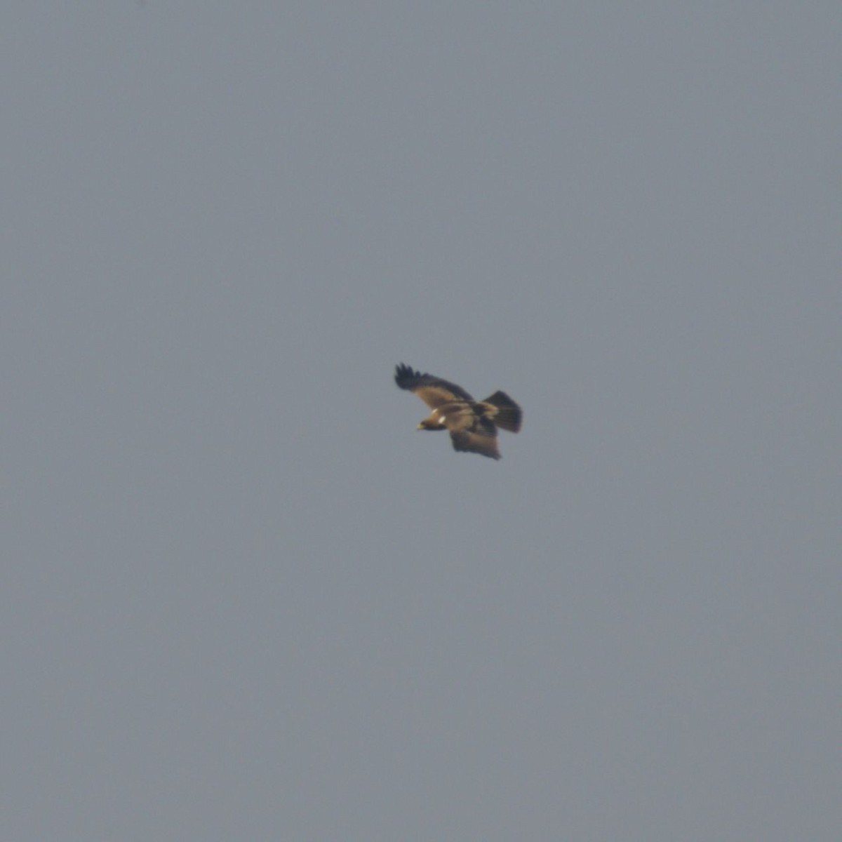 Aquila minore - ML642907110