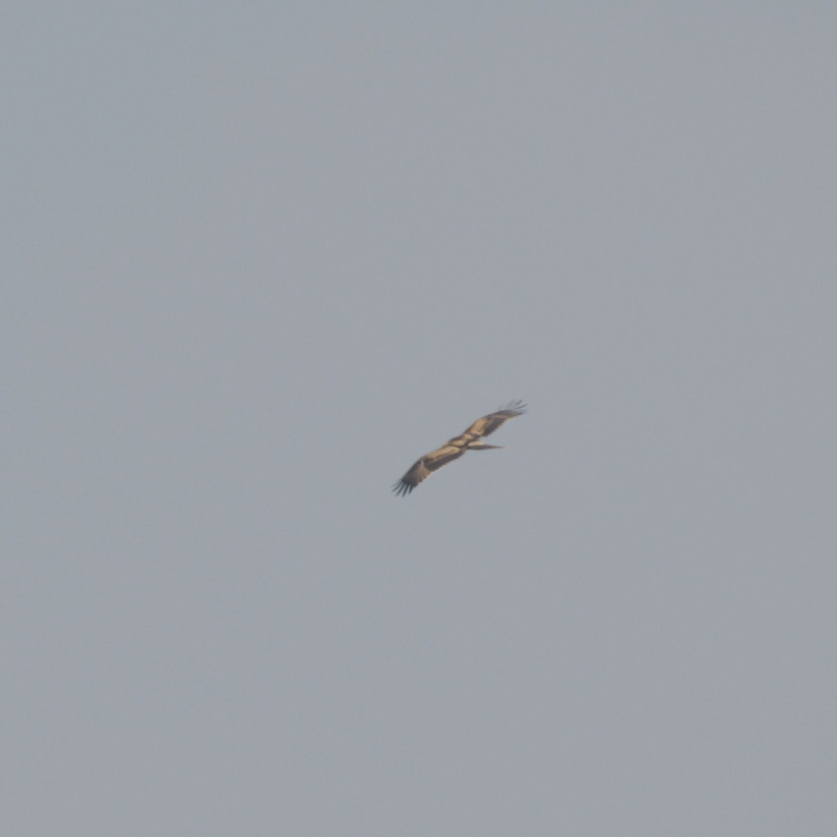 Aquila minore - ML642907111