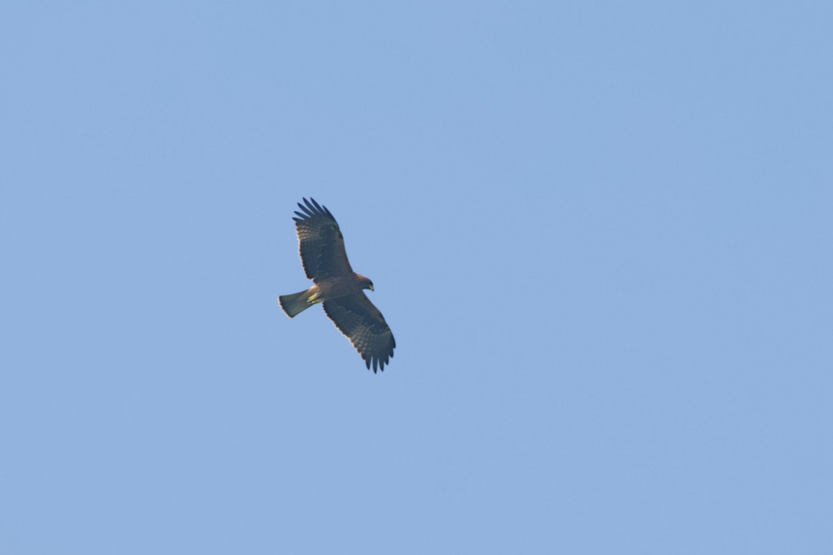 Aquila minore - ML642907112