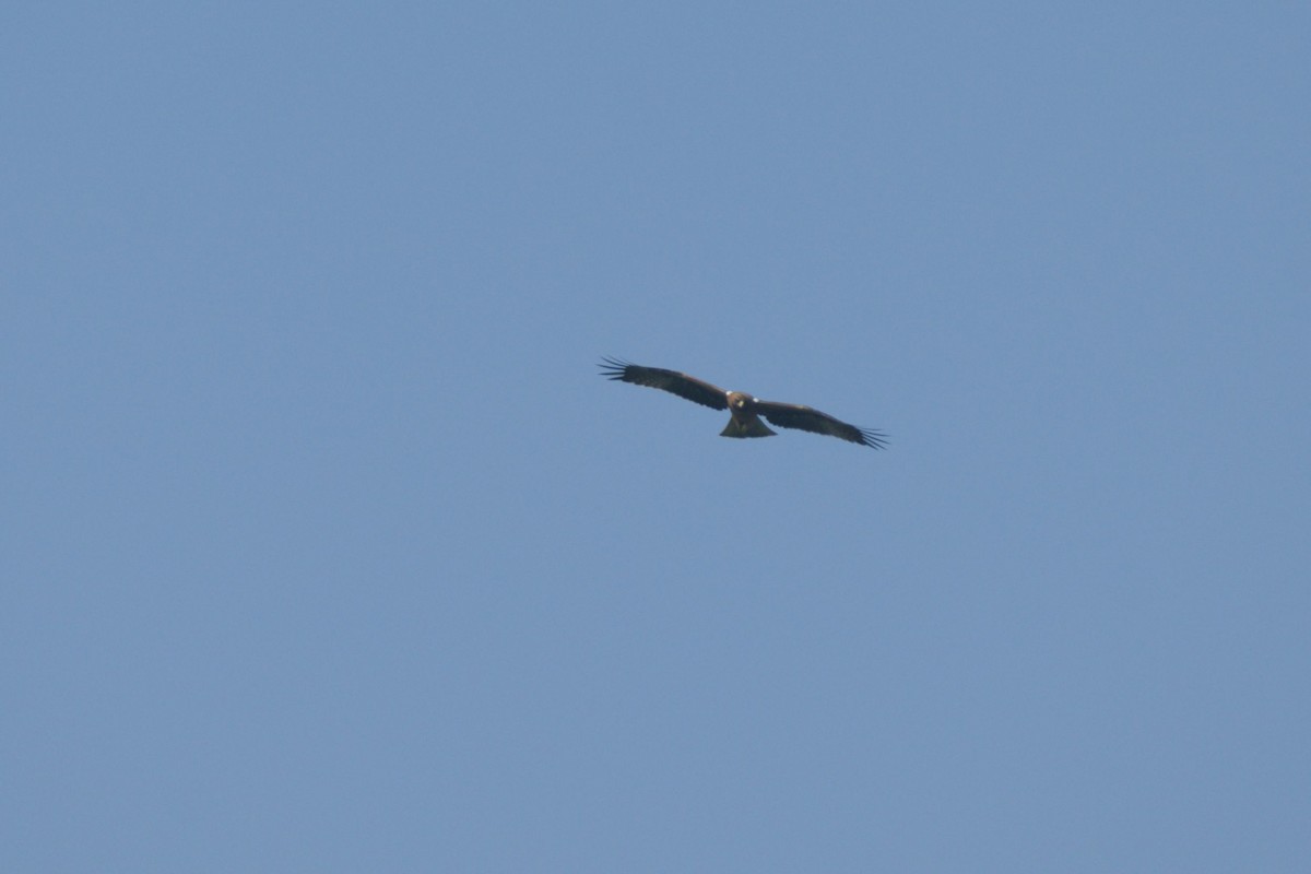 Aquila minore - ML642907113