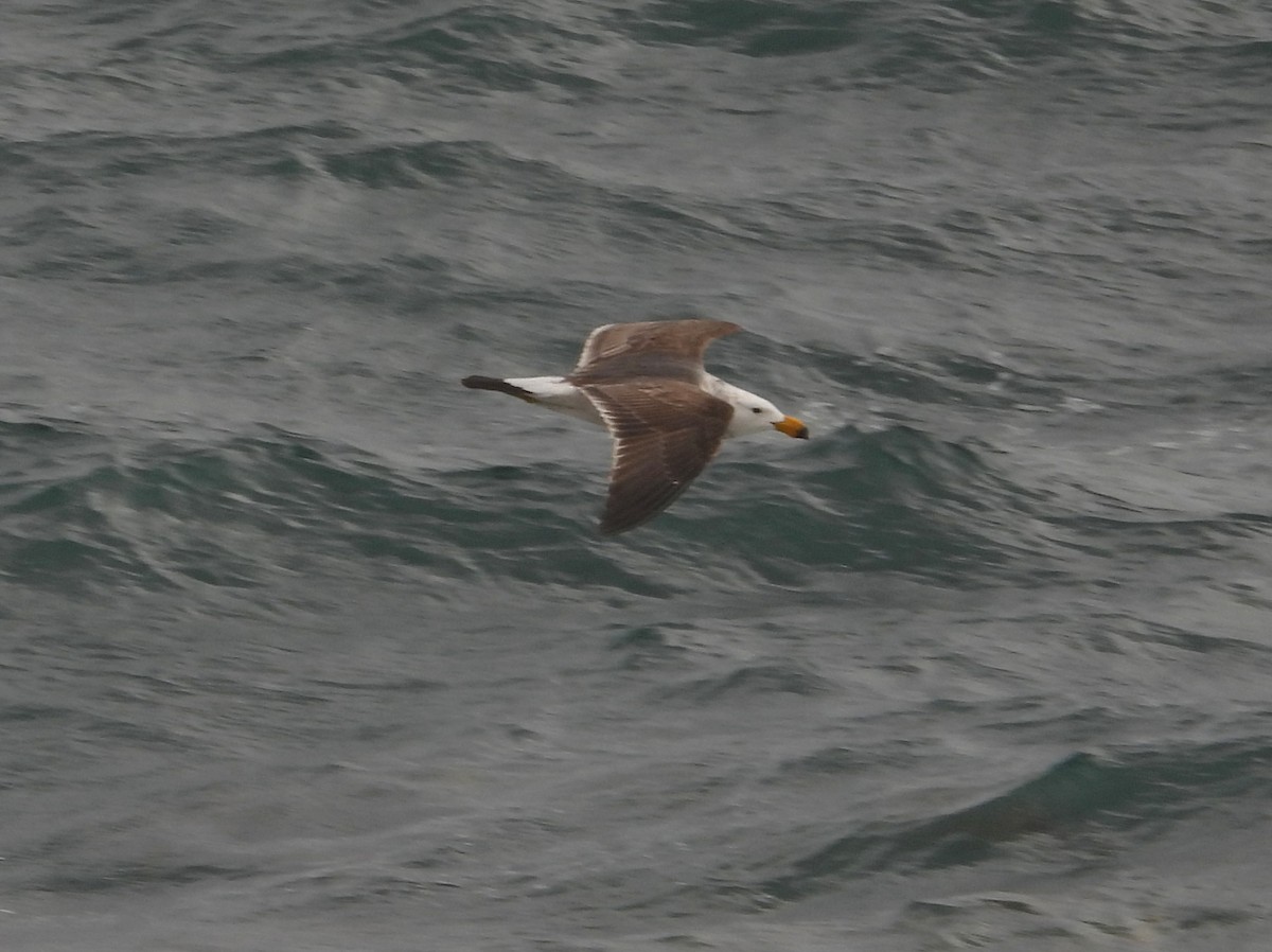 Pacific Gull - ML642907123