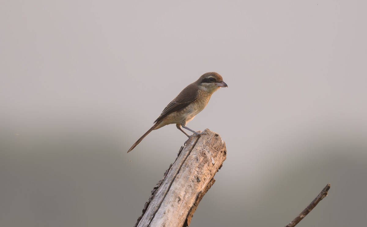 アカモズ - ML642907145