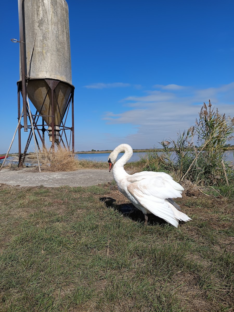 Cigno reale - ML642907151
