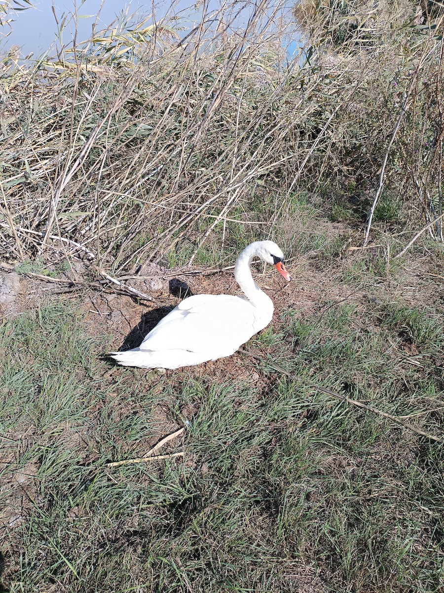 Cigno reale - ML642907154