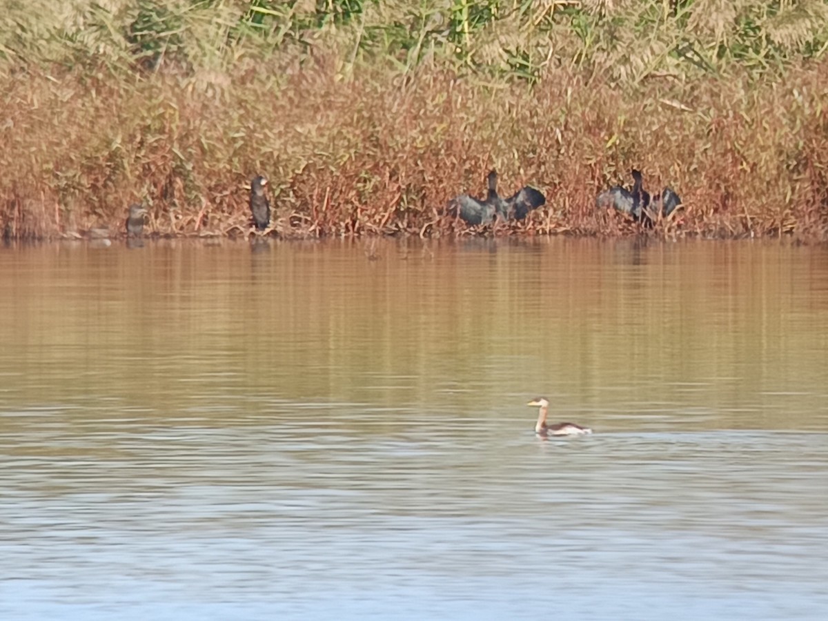 Red-necked Grebe - ML642907164