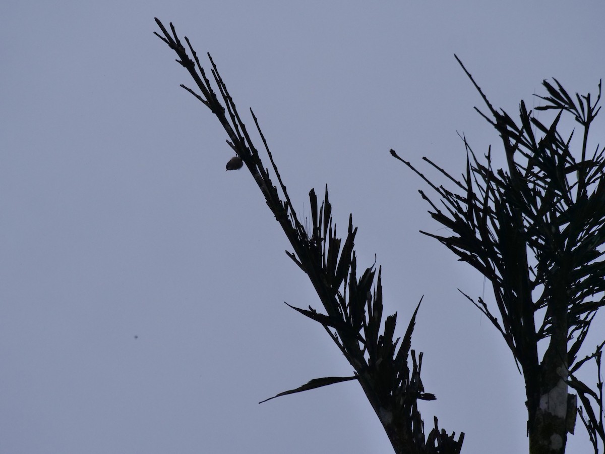 Velvet-fronted Nuthatch - ML642907165