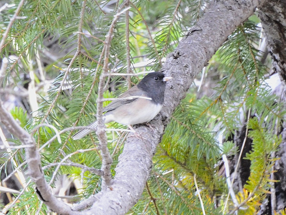 Dark-eyed Junco (Oregon) - ML642907168