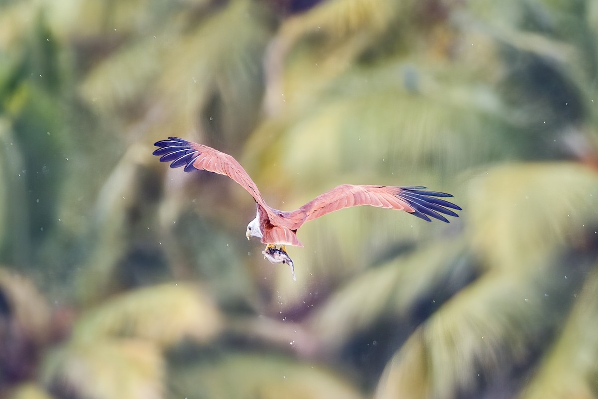 Brahminy Kite - ML642907173