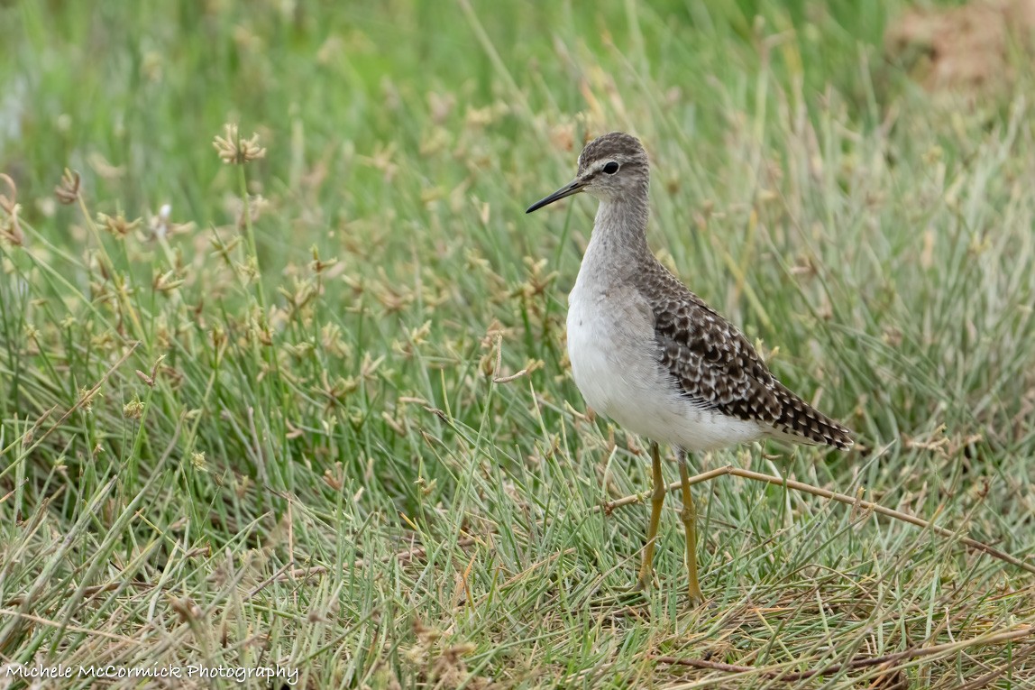 Wood Sandpiper - ML642907174
