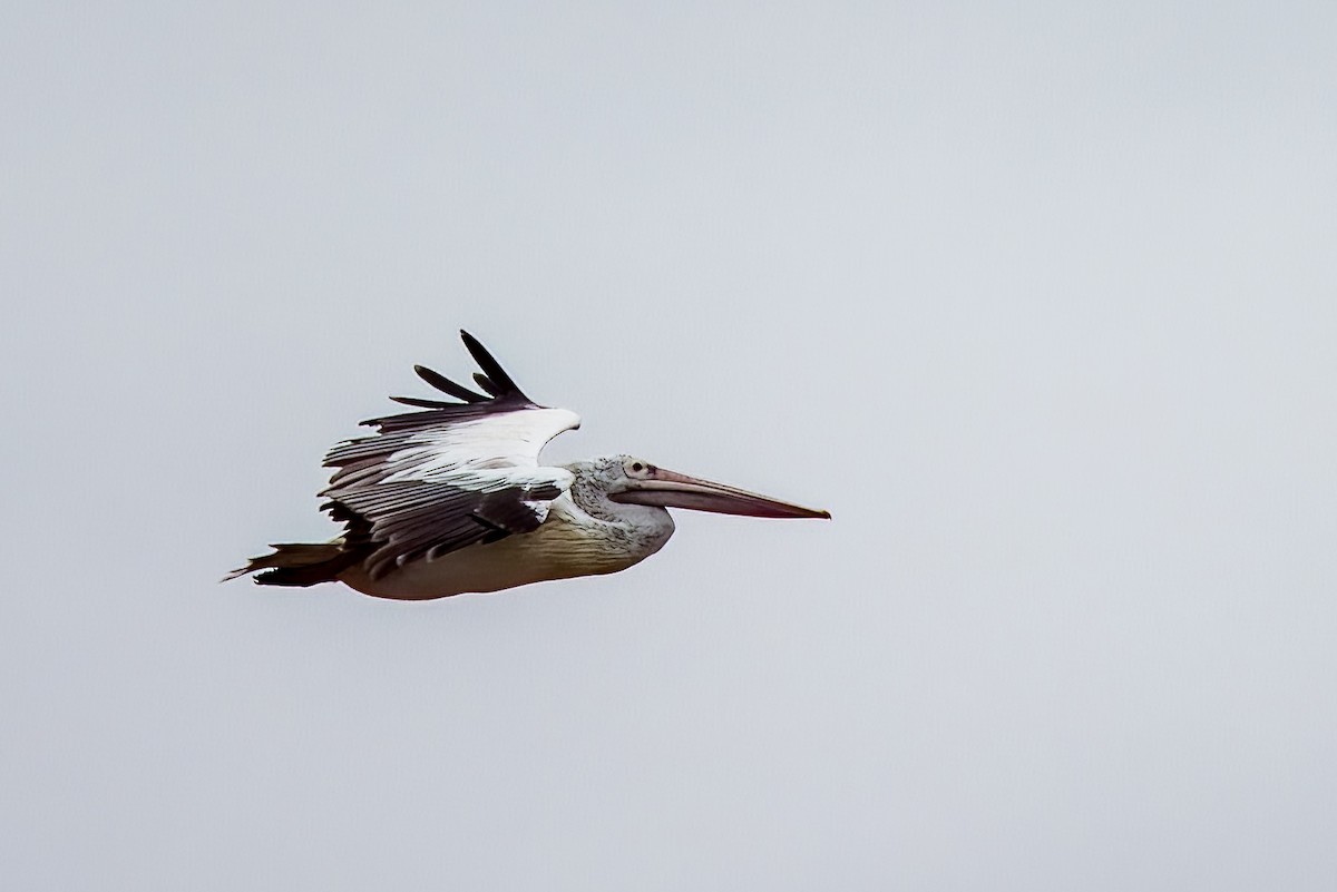 Spot-billed Pelican - ML642907179