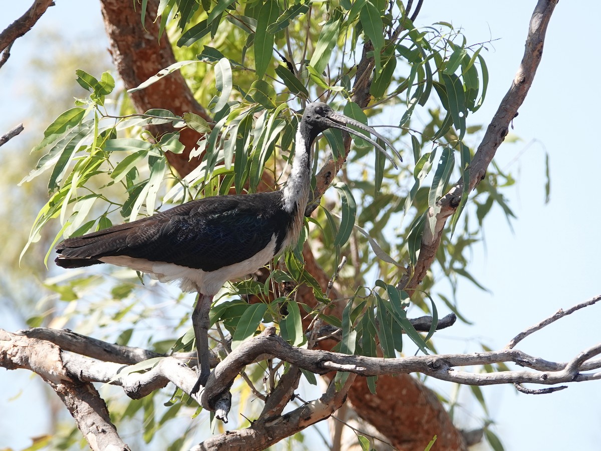 Straw-necked Ibis - ML642907184