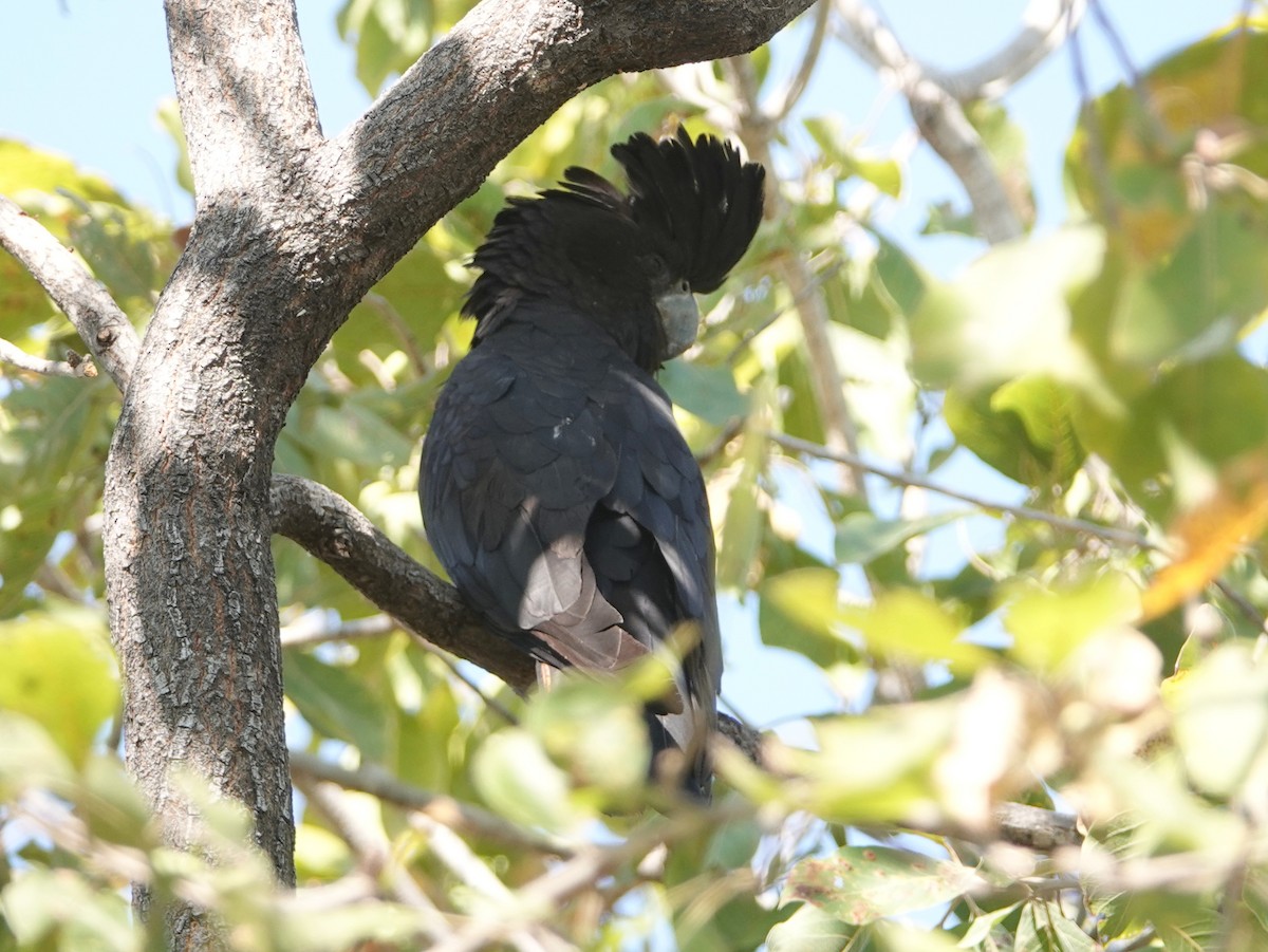 Red-tailed Black-Cockatoo - ML642907189