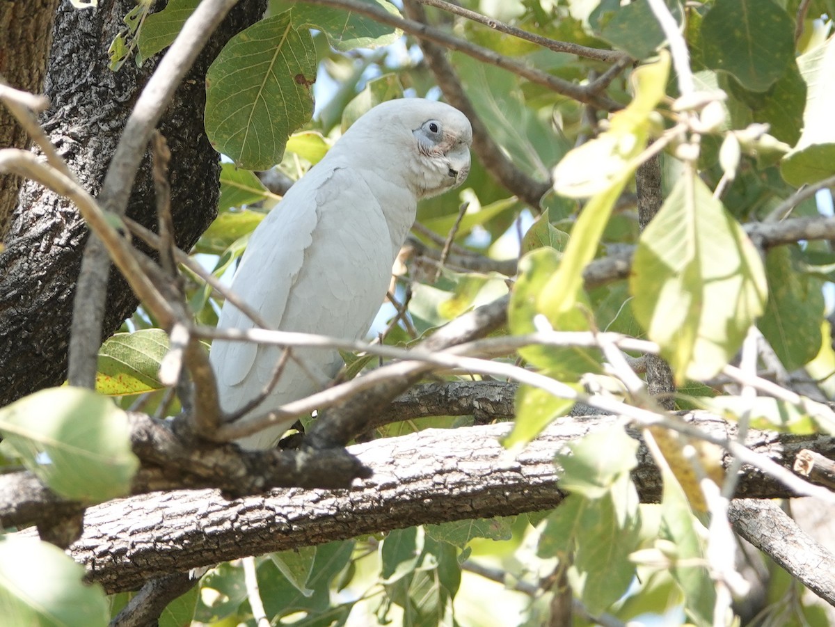 Little Corella - ML642907200