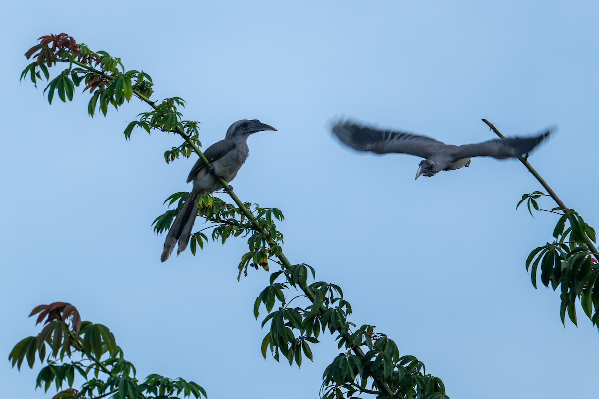 Indian Gray Hornbill - ML642907201