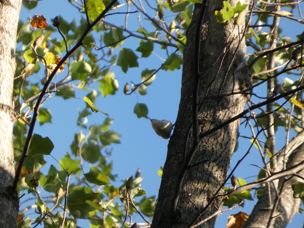 White-breasted Nuthatch - ML642907210