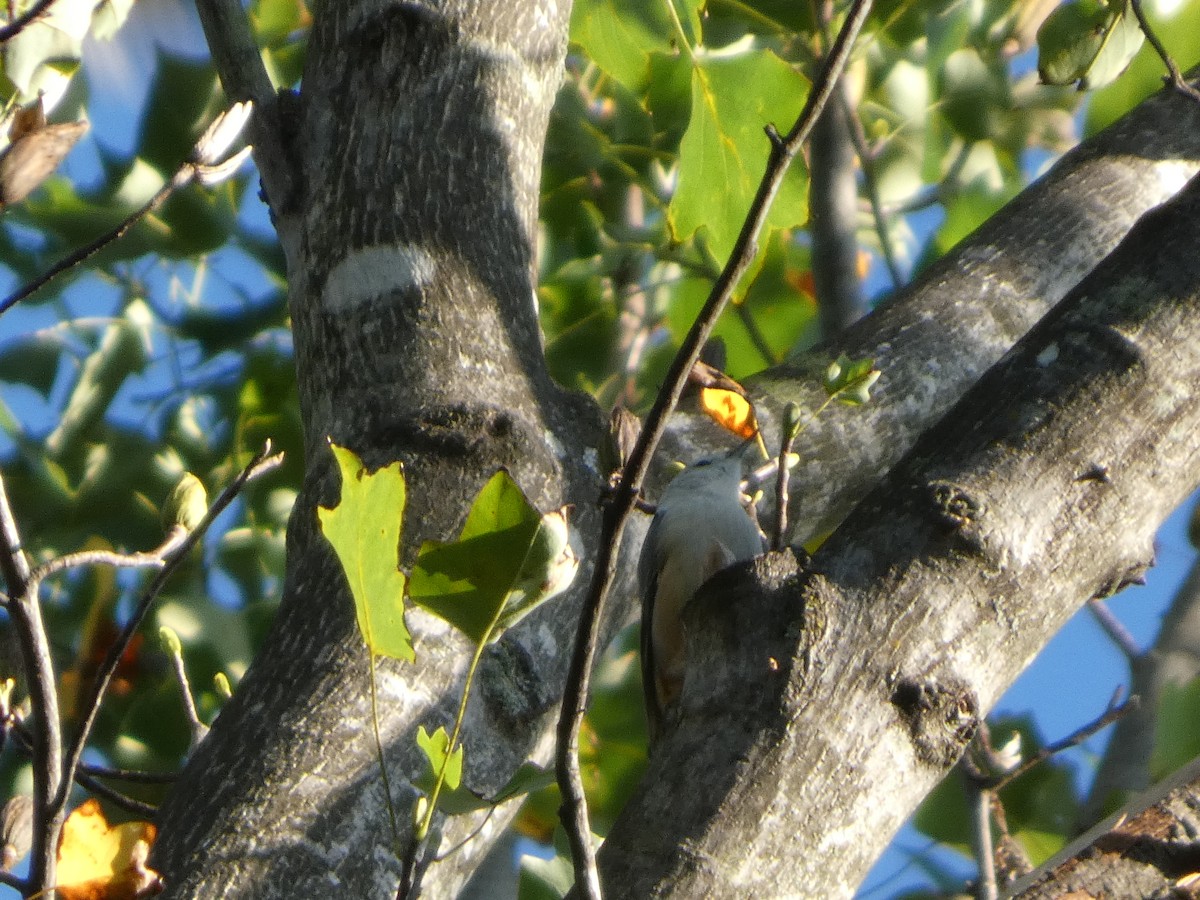 White-breasted Nuthatch - ML642907223