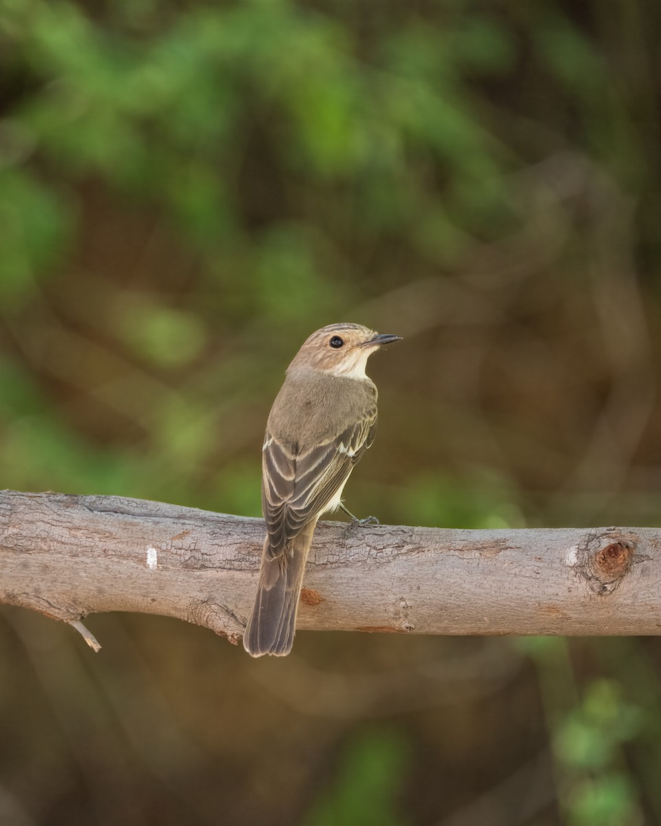 Spotted Flycatcher - ML642907227
