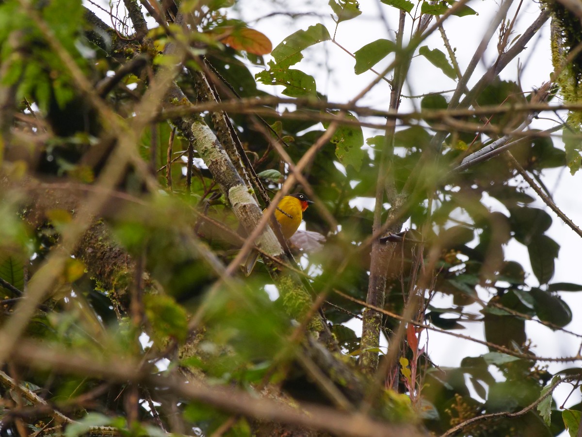 Flame-throated Bulbul - ML642907230