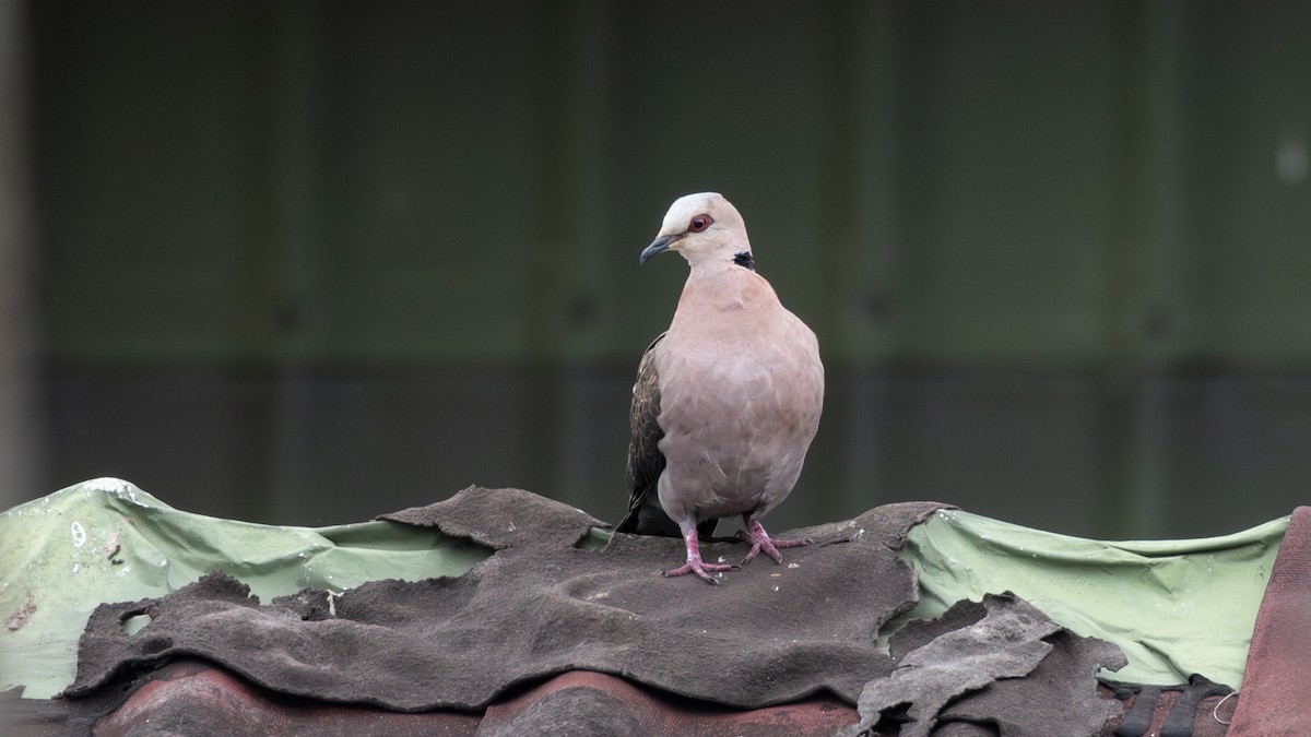 Red-eyed Dove - ML642907232