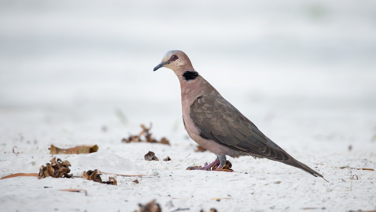 Red-eyed Dove - ML642907233