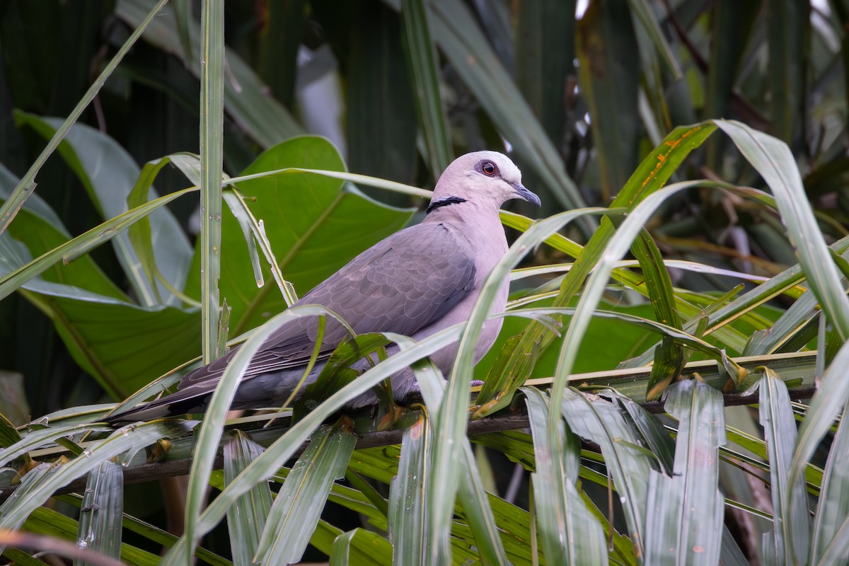 Red-eyed Dove - ML642907234