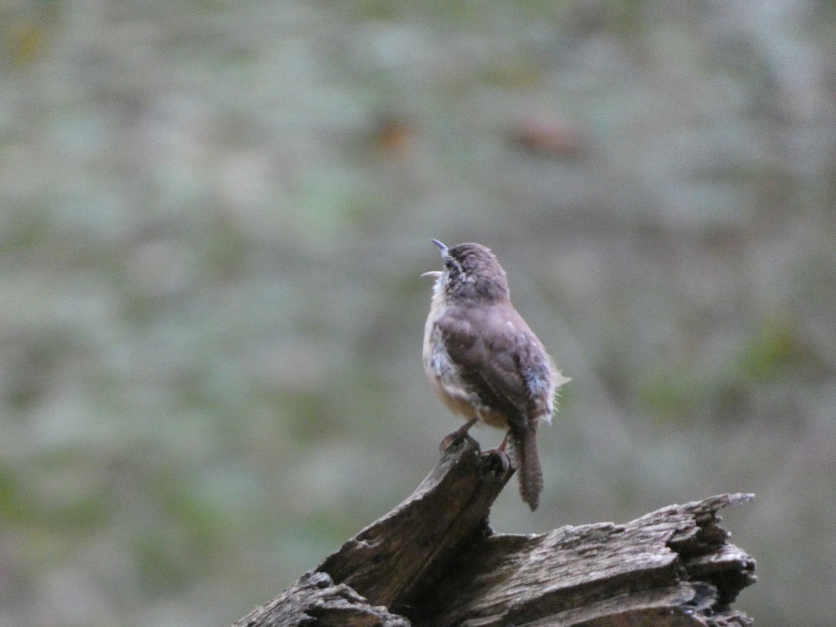 Carolina Wren - ML642907238