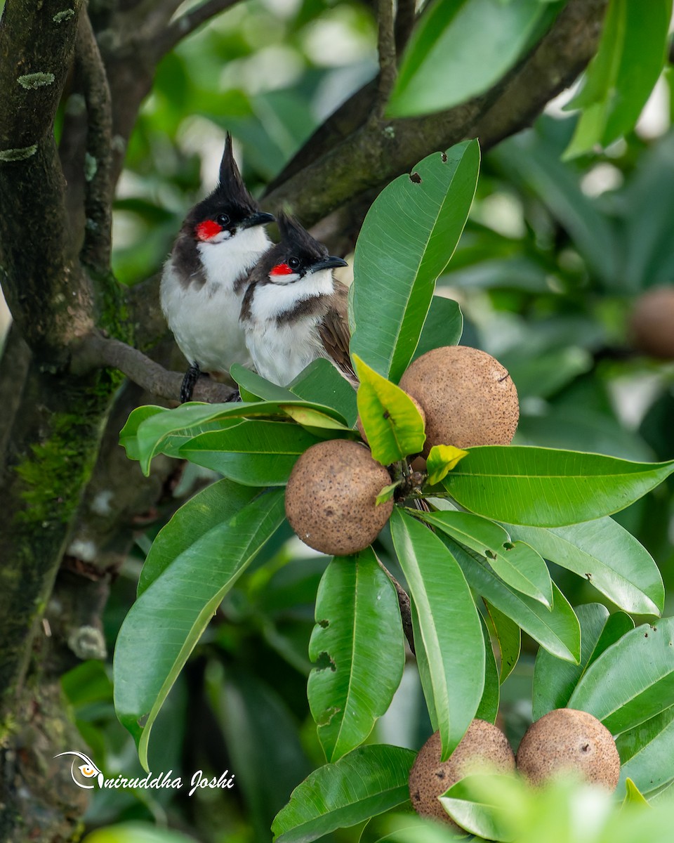 Bulbul orphée - ML642907239