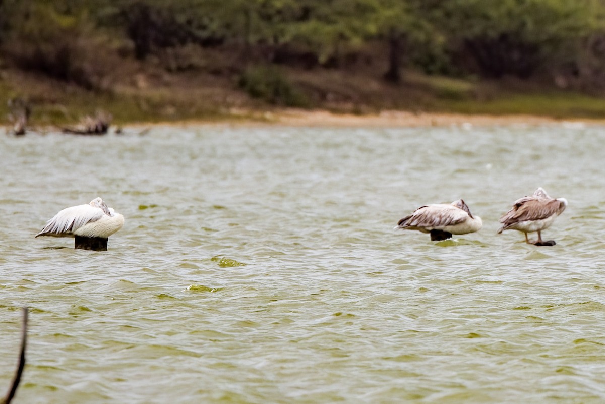 Spot-billed Pelican - ML642907240