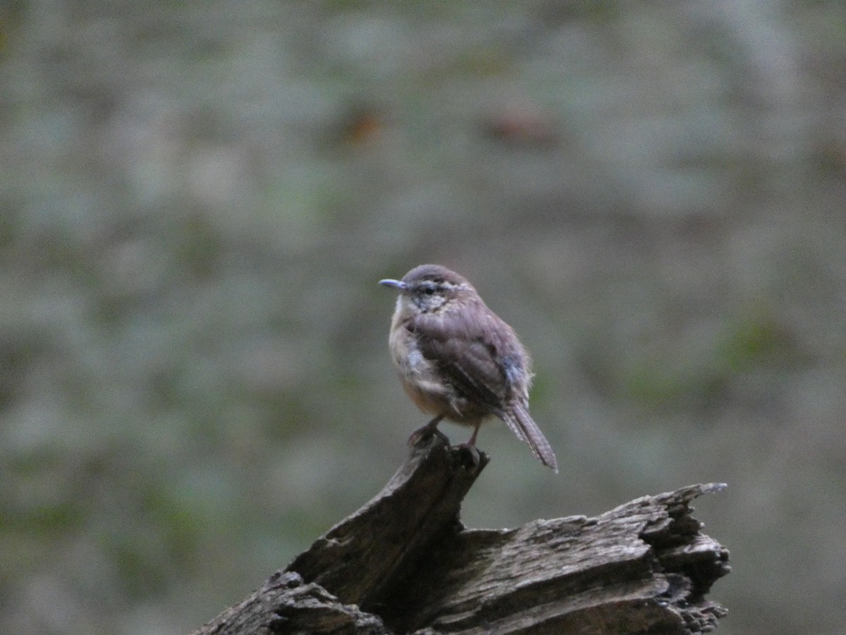 Carolina Wren - ML642907248