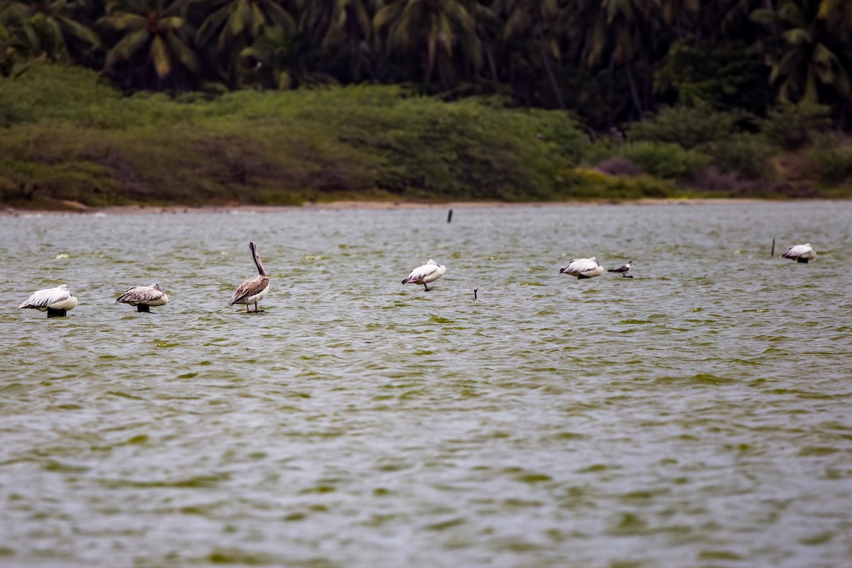 Spot-billed Pelican - ML642907251