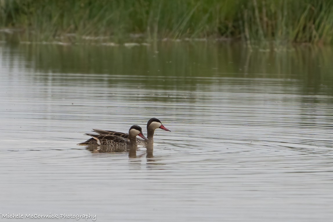Red-billed Duck - ML642907252
