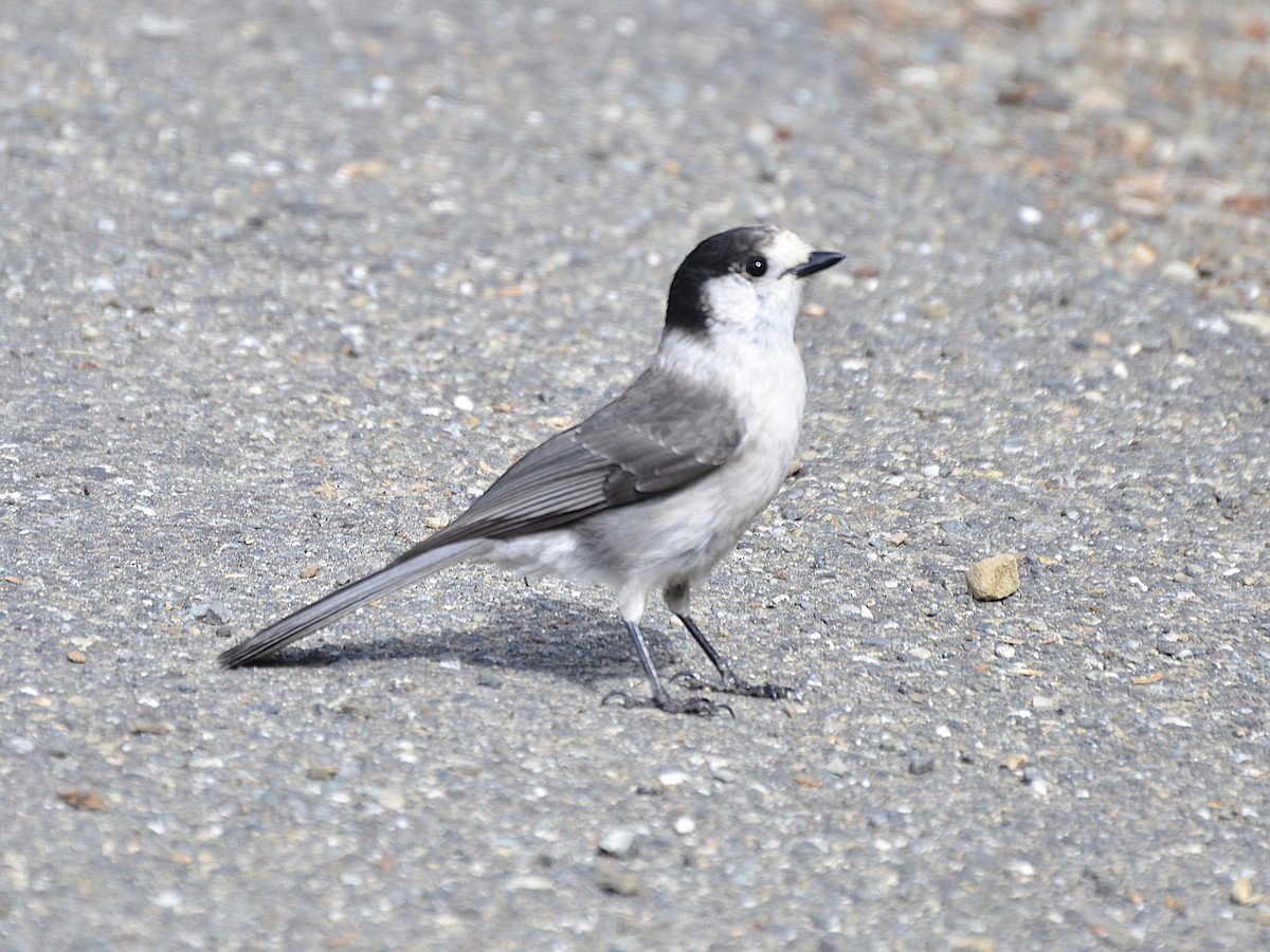 Canada Jay - ML642907256