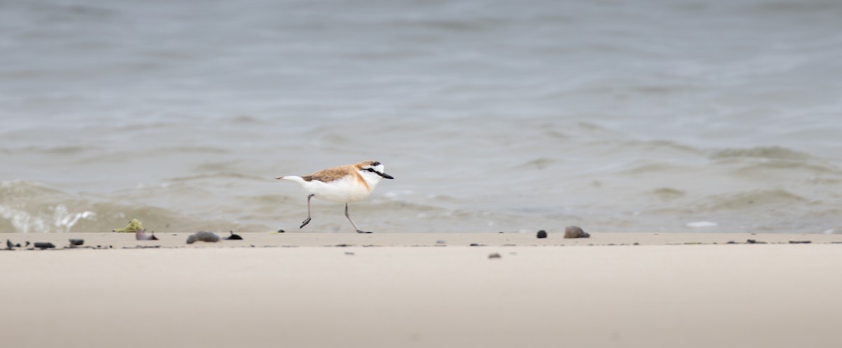 White-fronted Plover - ML642907261