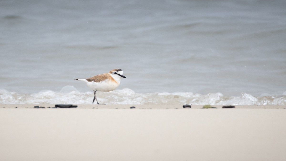 White-fronted Plover - ML642907262