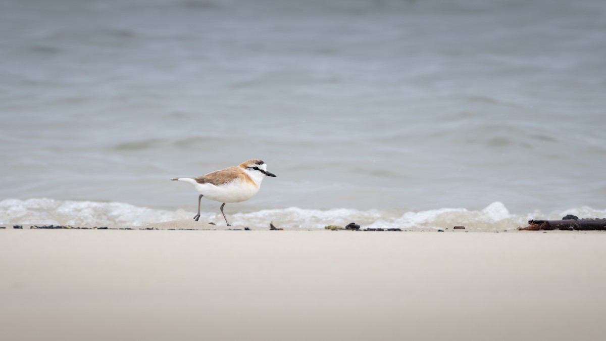 White-fronted Plover - ML642907263