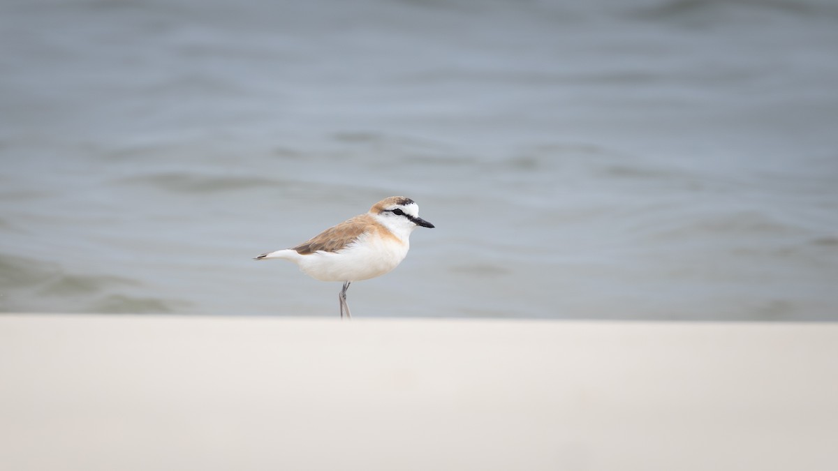 White-fronted Plover - ML642907264