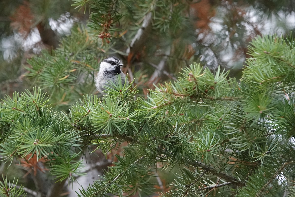 Mountain Chickadee - ML642907265