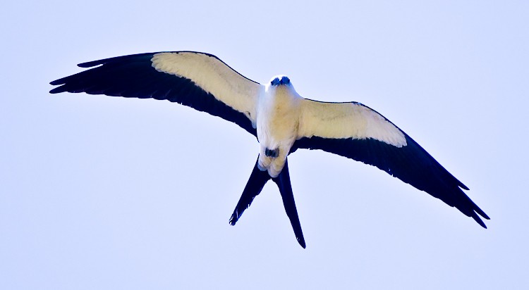 Swallow-tailed Kite - ML642907266