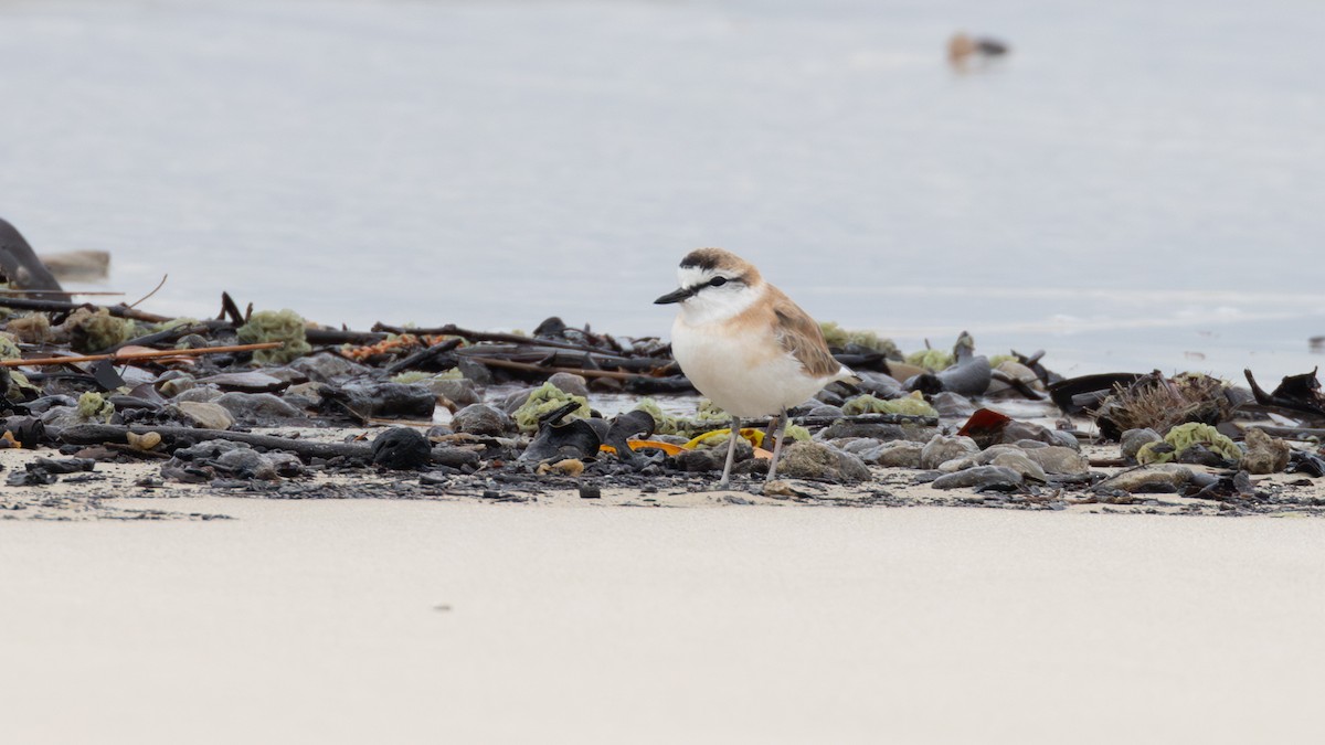 White-fronted Plover - ML642907267
